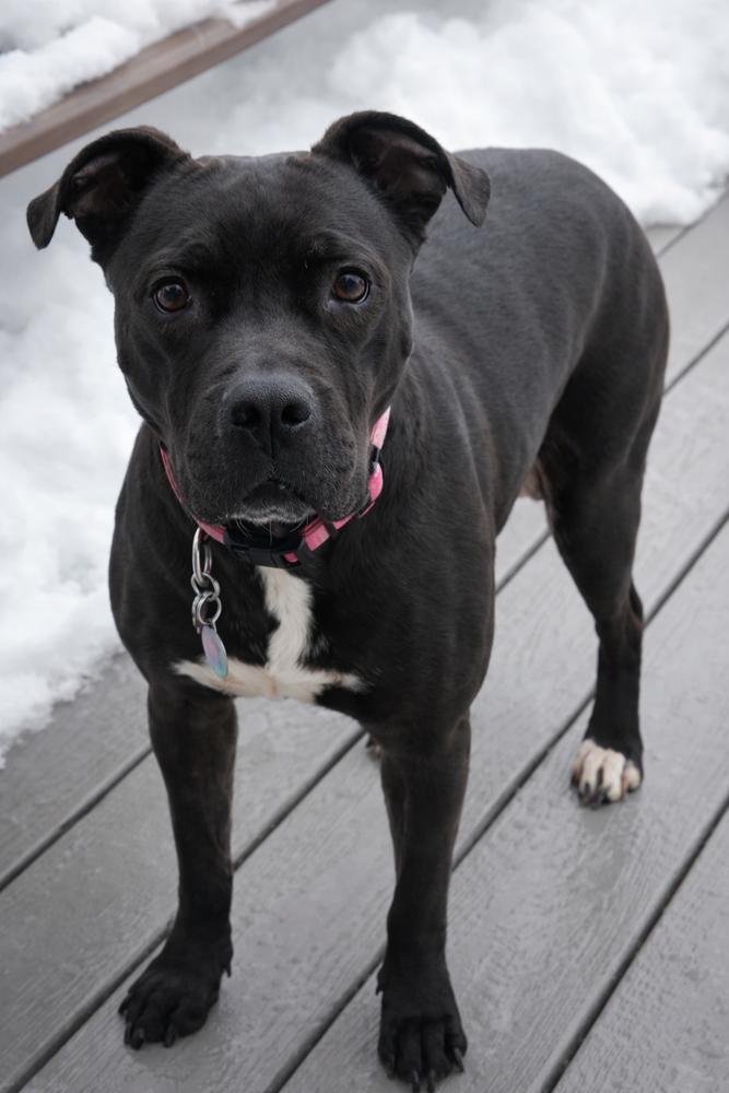 Enlarge Rozy, a Adoptable mixed breed in Amherst, NY image 4/6