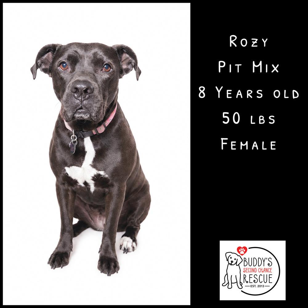 Enlarge Rozy, a Adoptable mixed breed in Amherst, NY image 4/6