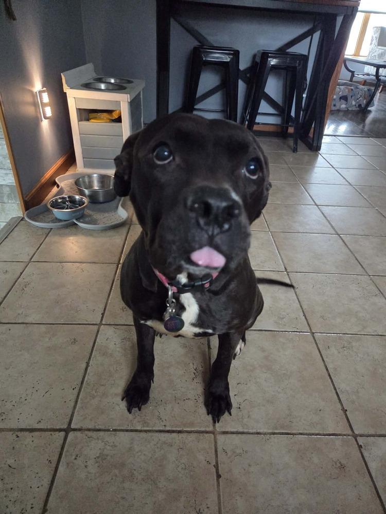 Enlarge Rozy, a Adoptable mixed breed in Amherst, NY image 5/6