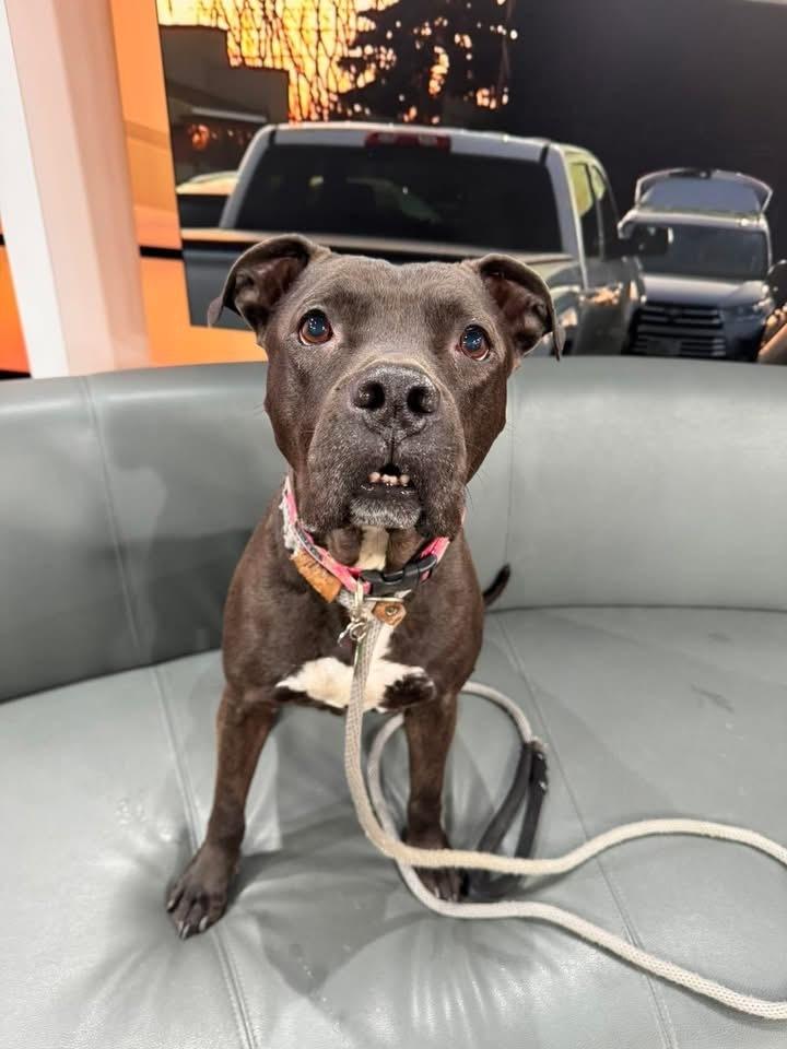 Rozy, Adoptable, Senior Female Pit Bull Terrier.