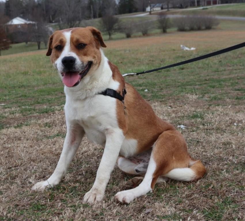 Gunner, ADOPTABLE, Young Male Boxer.