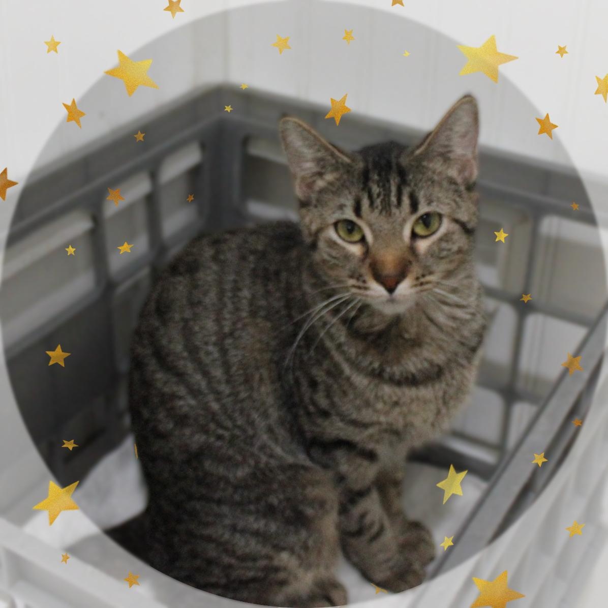 Enlarge Spumoni, a ADOPTABLE Tabby in Amelia, OH image 1/2