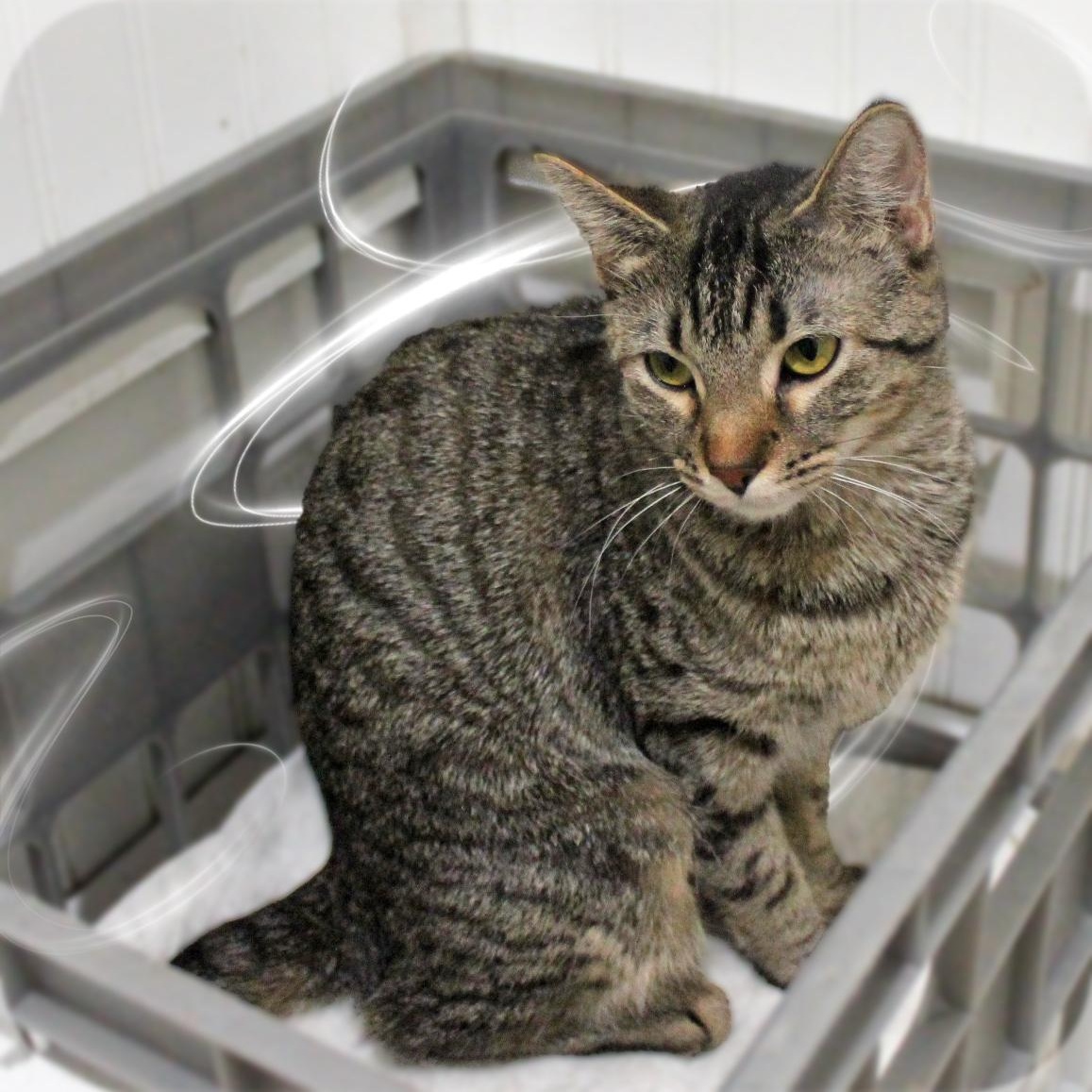 Enlarge Spumoni, a ADOPTABLE Tabby in Amelia, OH image 2/2