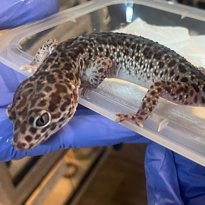 Harley, adopted, Adult Female Gecko.