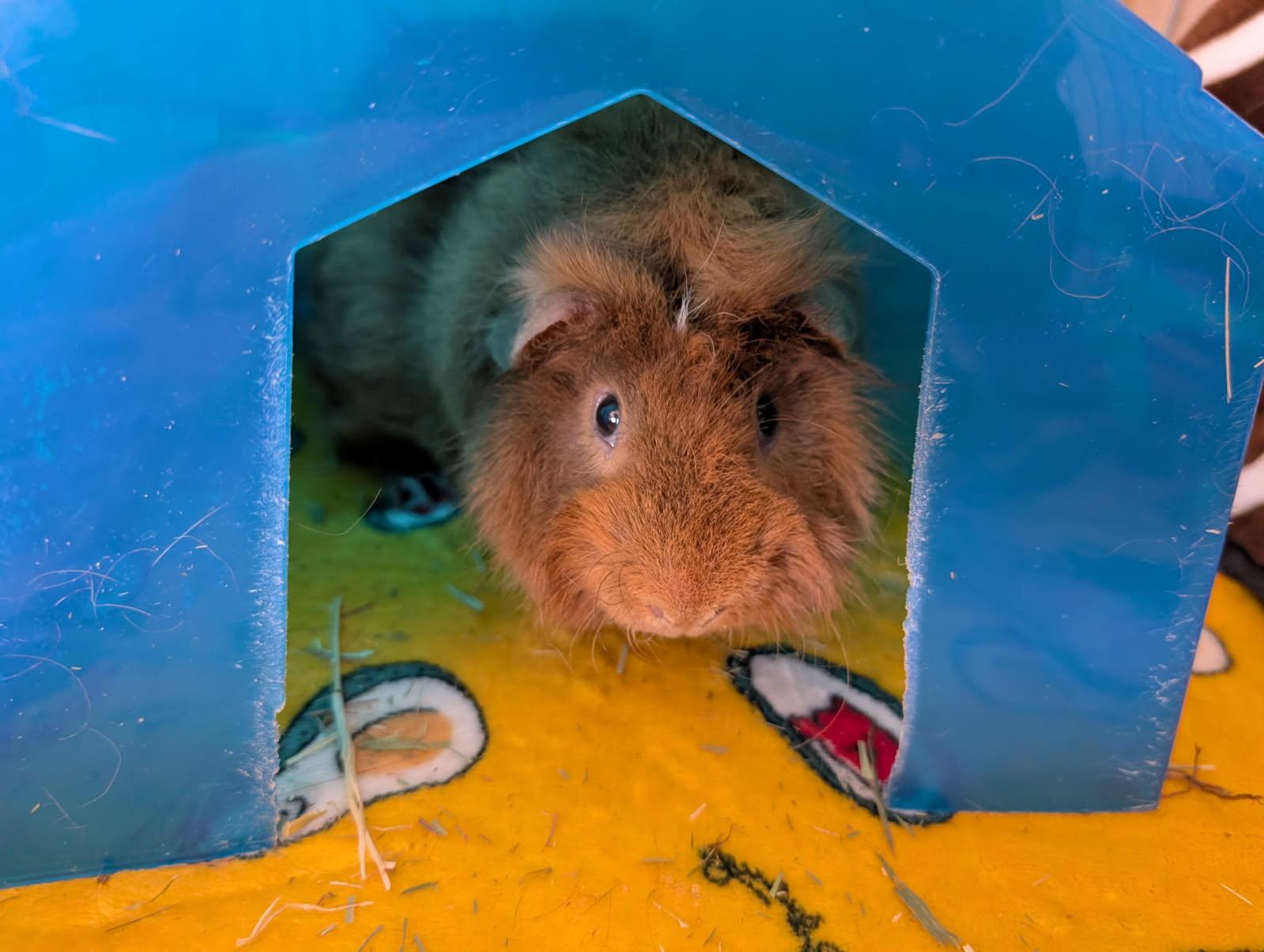 Enlarge Fergus, a Adoptable Guinea Pig in Saint Paul, MN image 2/3