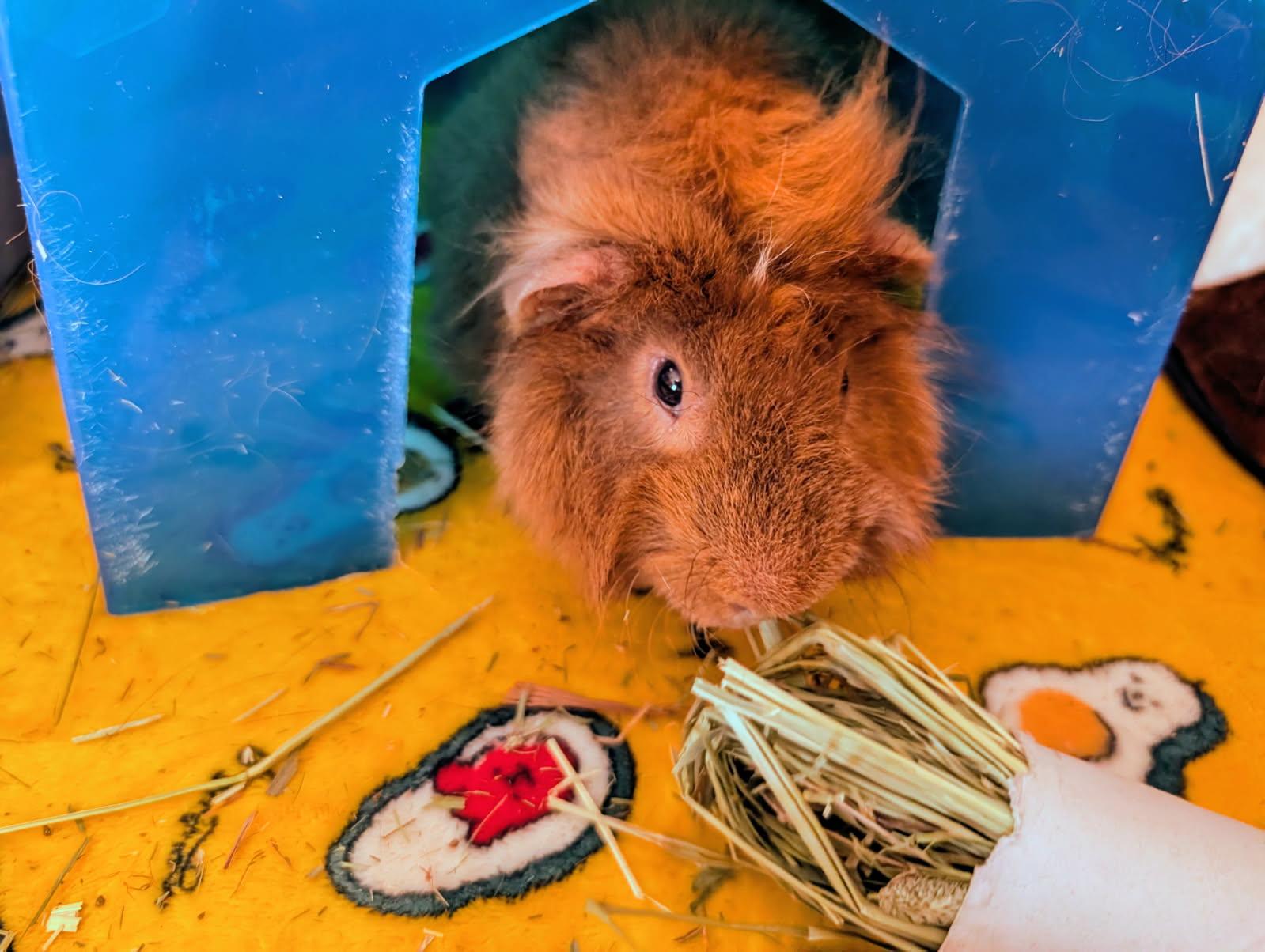 Fergus, Adoptable, Adult Male Guinea Pig.
