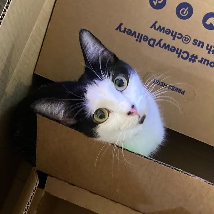 Enlarge Bonnie, a Adoptable Domestic Short Hair in Morgan Hill, CA image 5/5