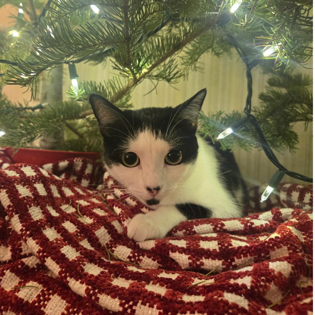 Bonnie, Adoptable, Adult Female Domestic Short Hair.