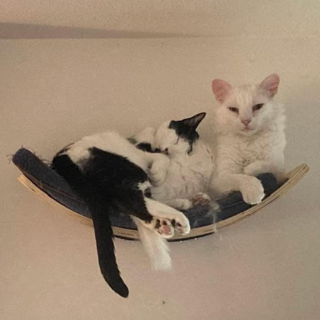 Enlarge Bonnie, a Adoptable Domestic Short Hair in Morgan Hill, CA image 3/5