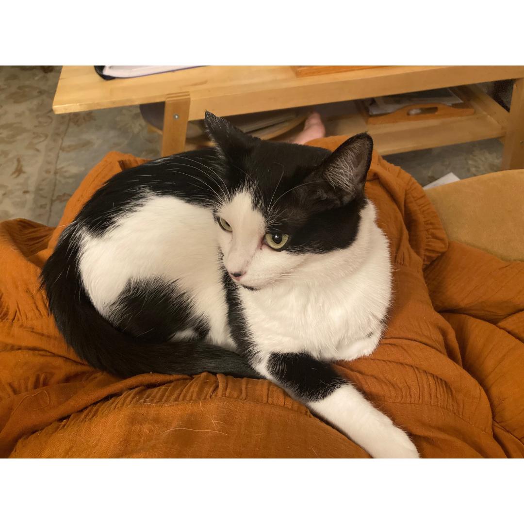 Enlarge Bonnie, a Adoptable Domestic Short Hair in Morgan Hill, CA image 4/5