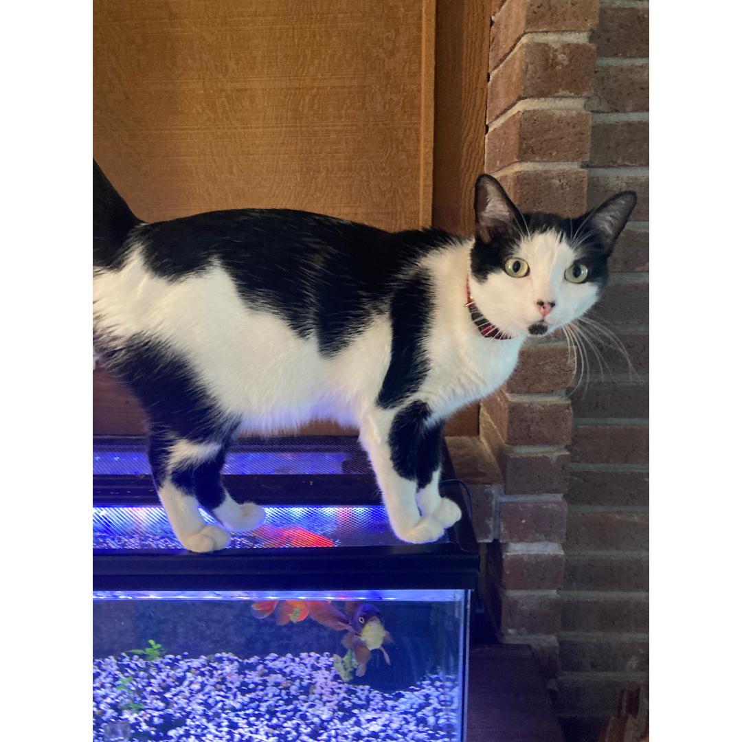 Enlarge Bonnie, a Adoptable Domestic Short Hair in Morgan Hill, CA image 2/5