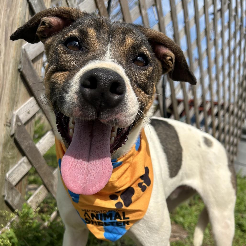 Enlarge Ralph, a Adoptable Mixed Breed in West Point, MS image 1/3