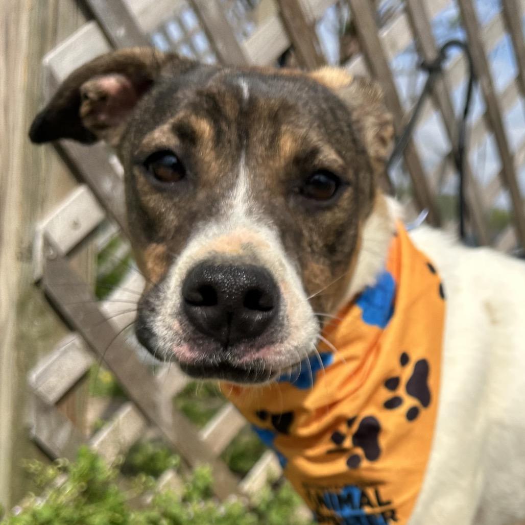 Enlarge Ralph, a Adoptable Mixed Breed in West Point, MS image 2/3