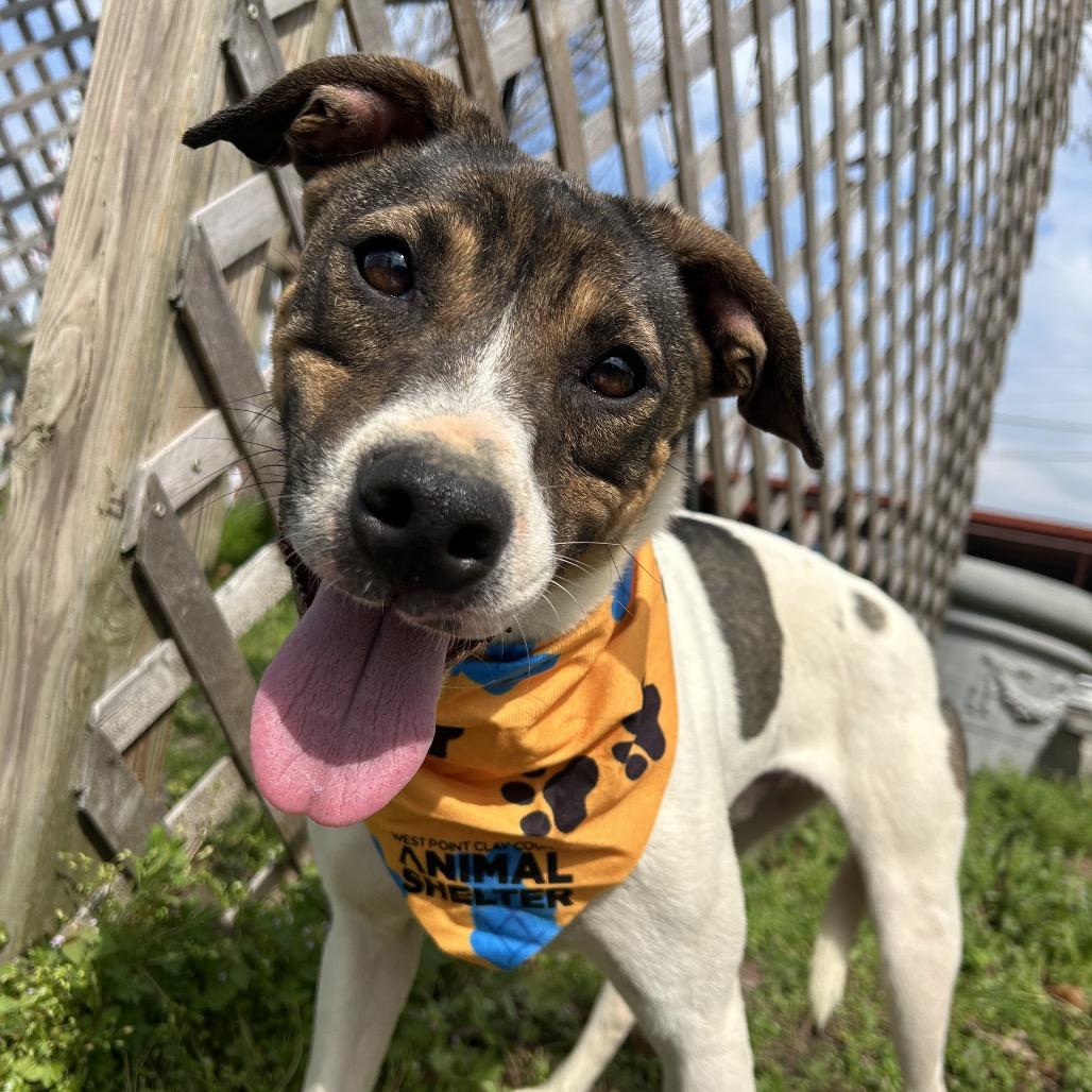 Enlarge Ralph, a Adoptable Mixed Breed in West Point, MS image 3/3