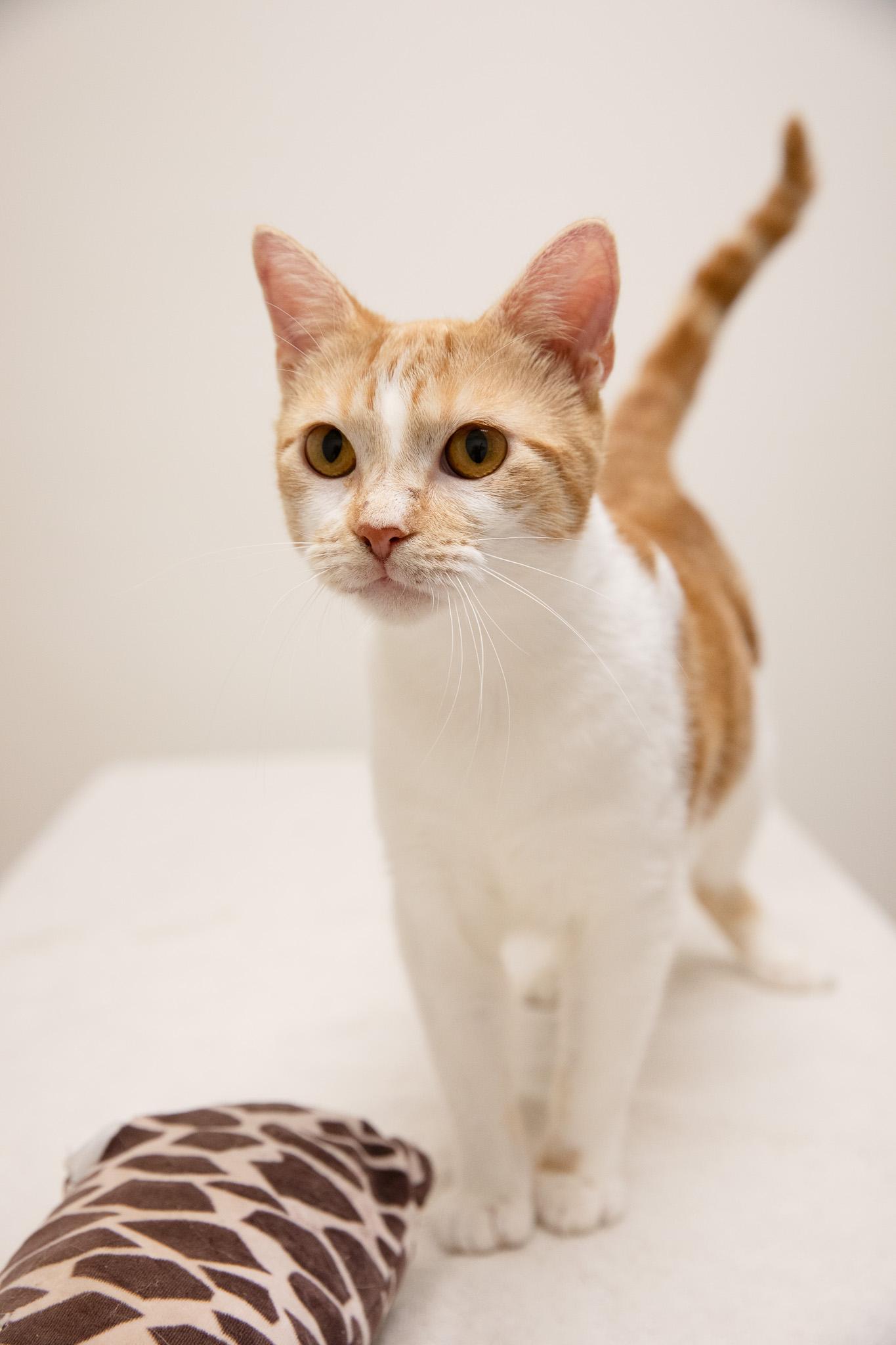 Creamsicle, Adoptable, Adult Female Domestic Short Hair.