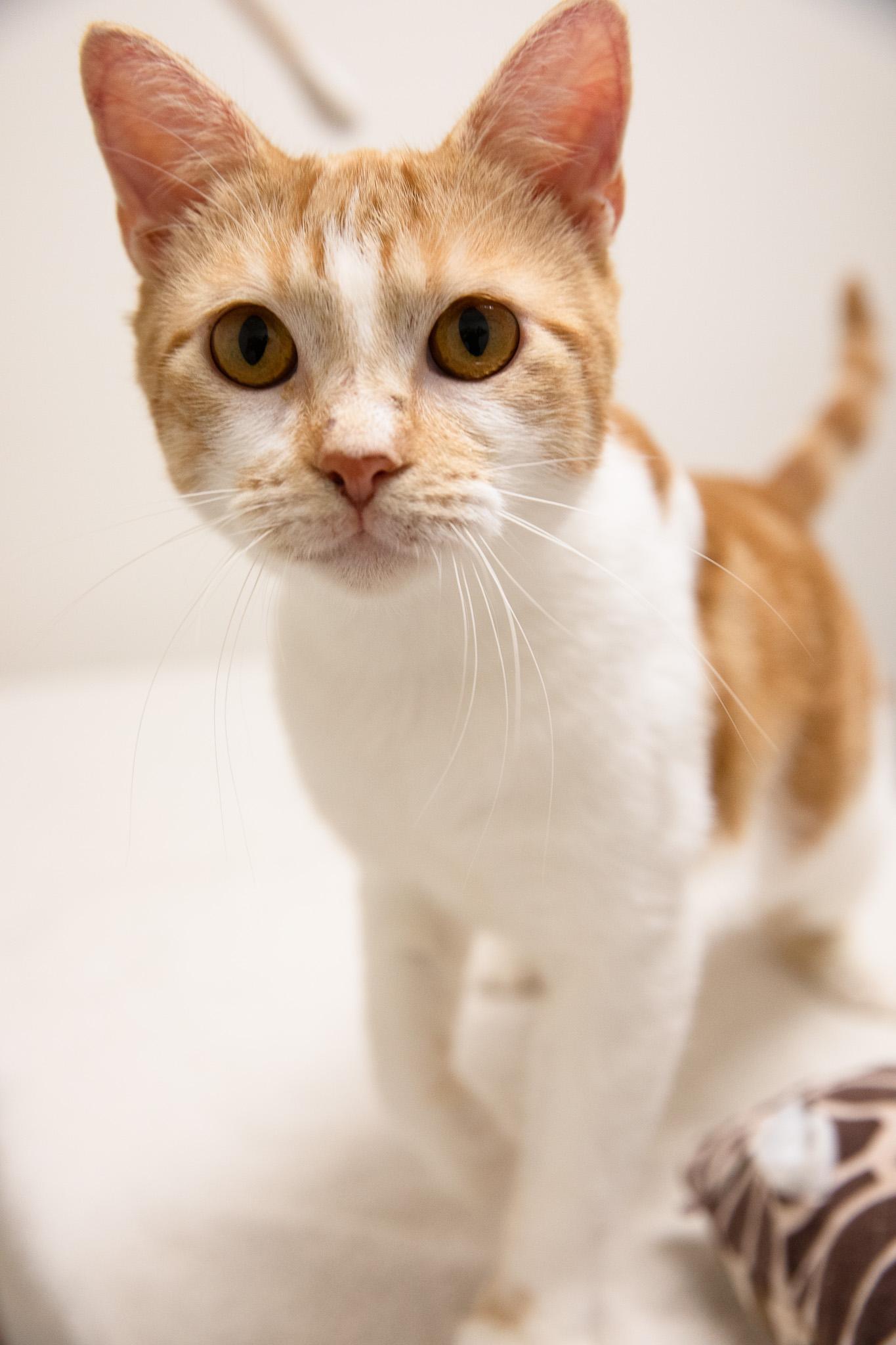 Enlarge Creamsicle, a Adoptable Domestic Short Hair in Montclair, NJ image 2/4
