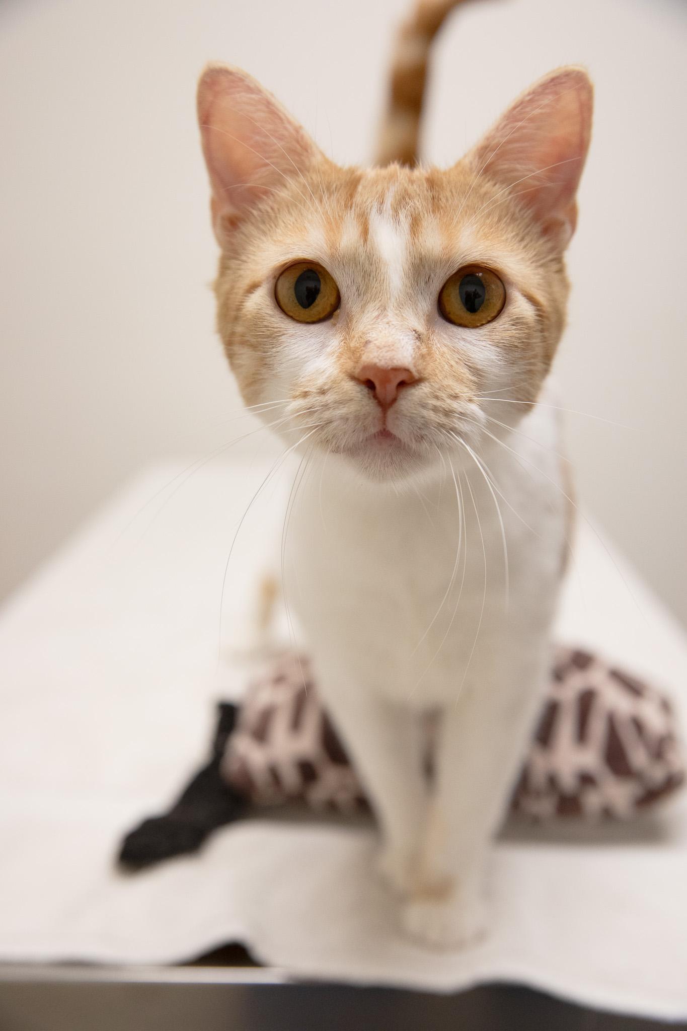 Enlarge Creamsicle, a Adoptable Domestic Short Hair in Montclair, NJ image 3/4