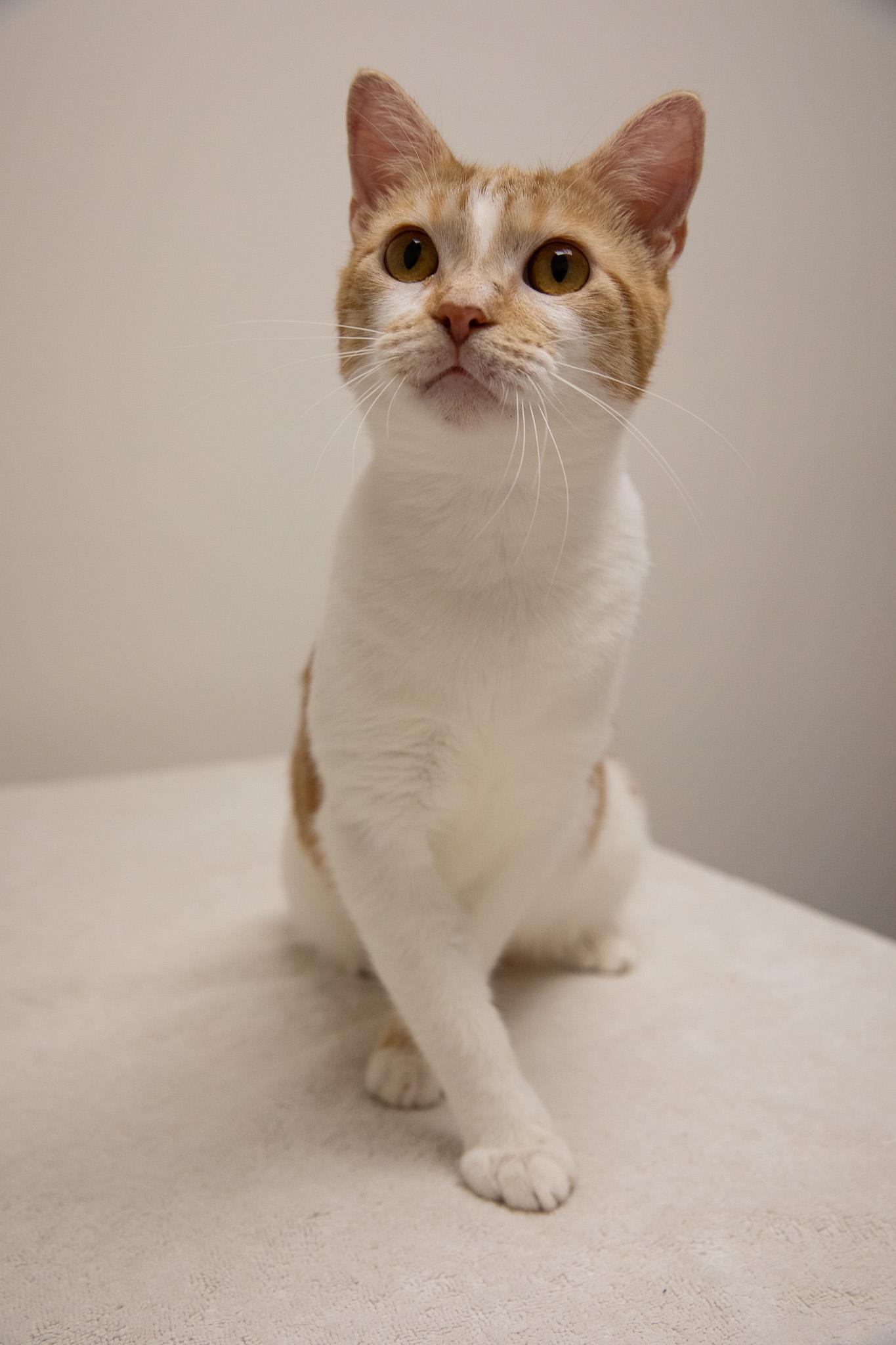 Enlarge Creamsicle, a Adoptable Domestic Short Hair in Montclair, NJ image 4/4