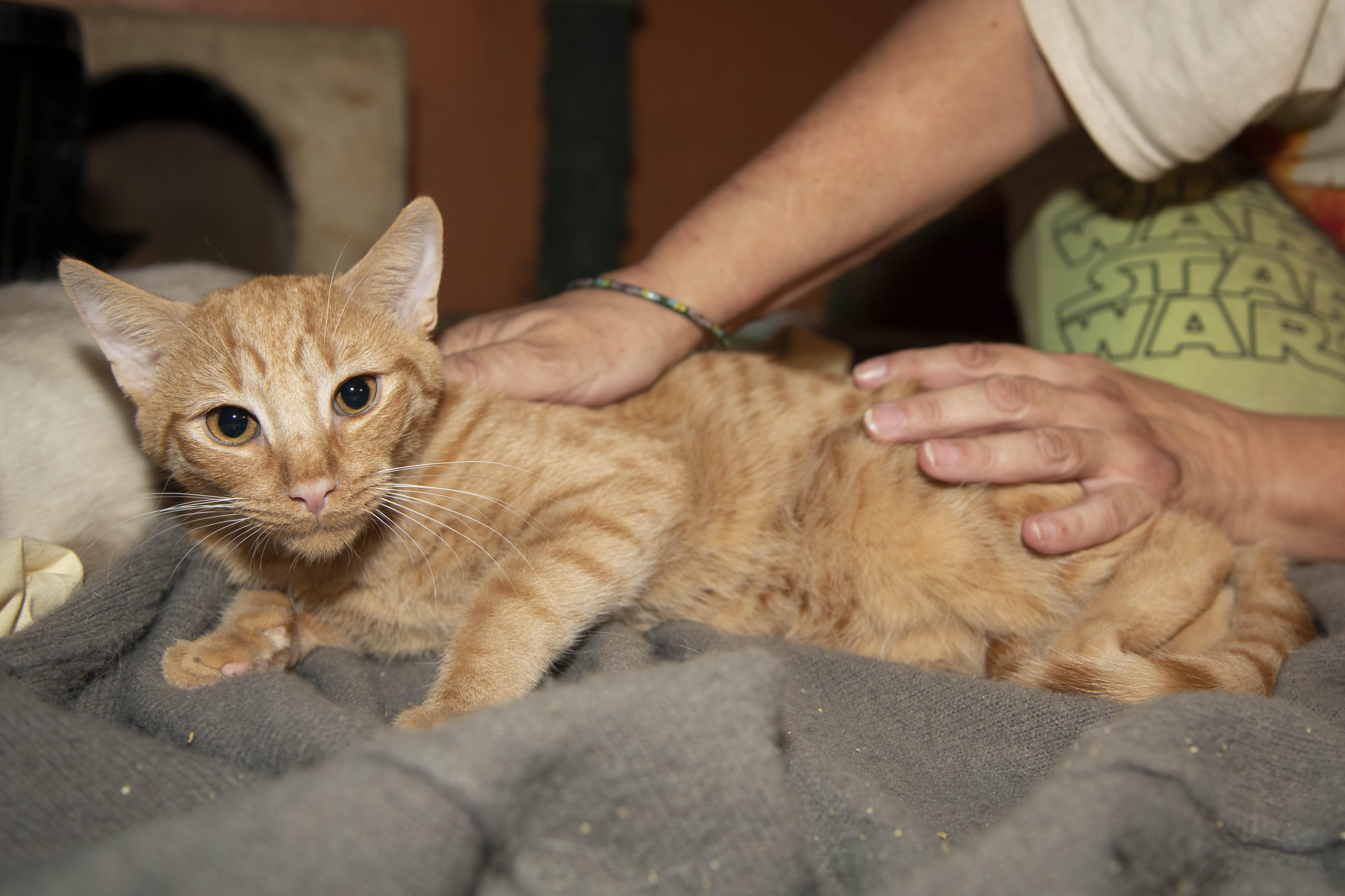 Enlarge Herald, a Adoptable American Shorthair in Panorama City, CA image 1/4