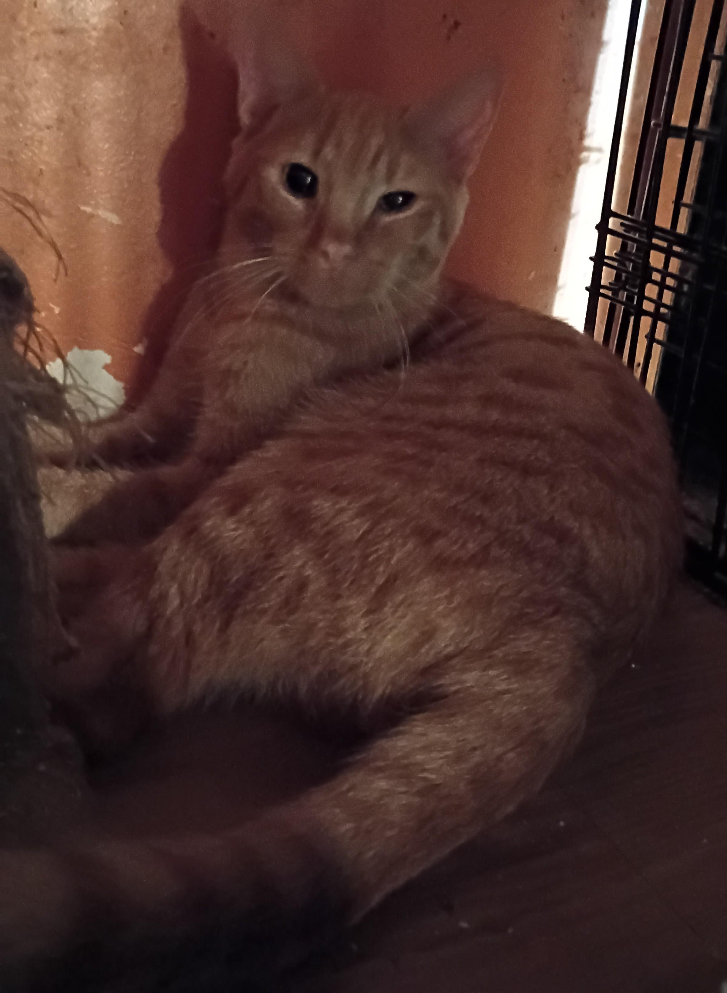 Enlarge Herald, a Adoptable American Shorthair in Panorama City, CA image 2/4