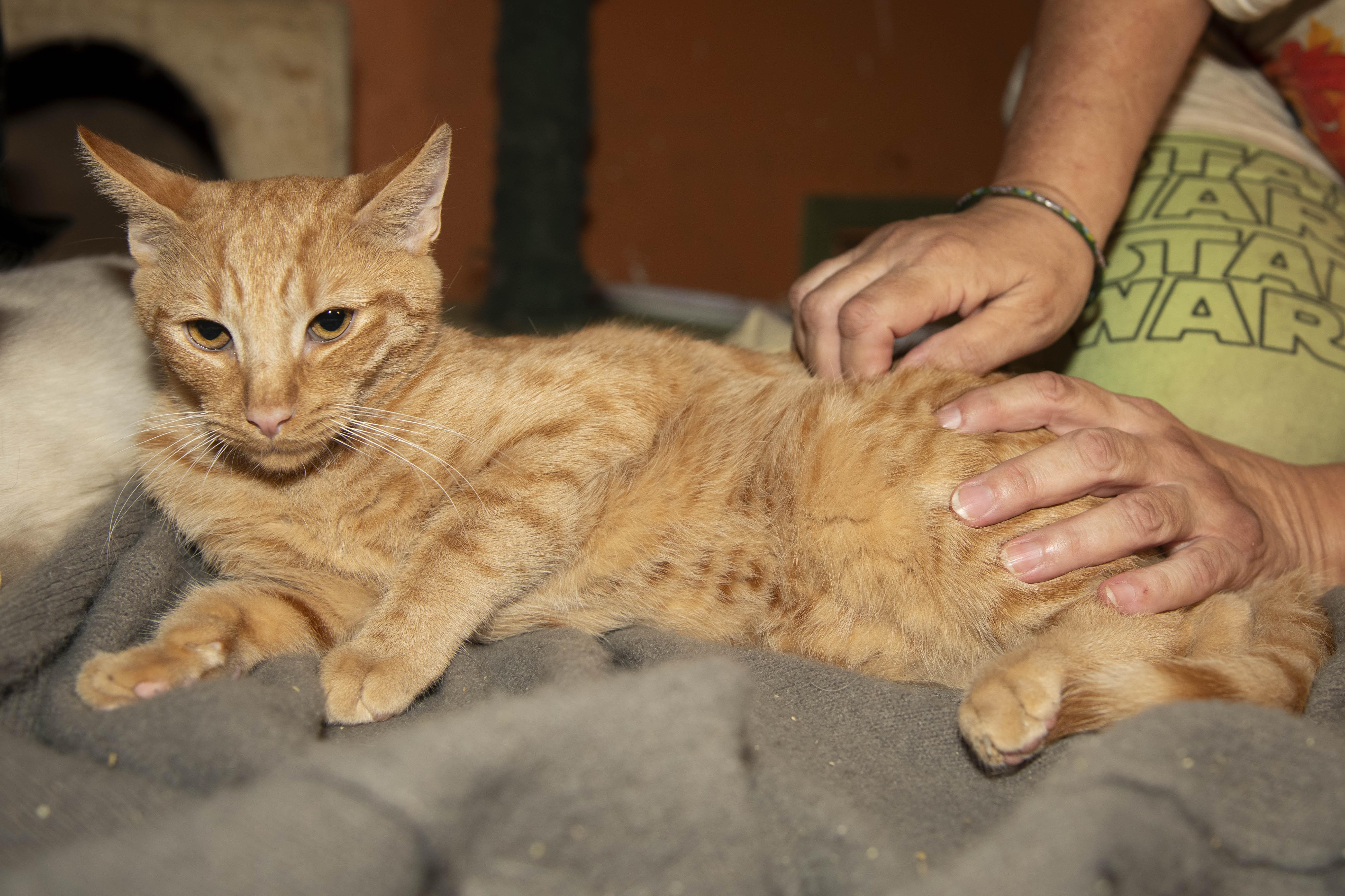 Enlarge Herald, a Adoptable American Shorthair in Panorama City, CA image 3/4