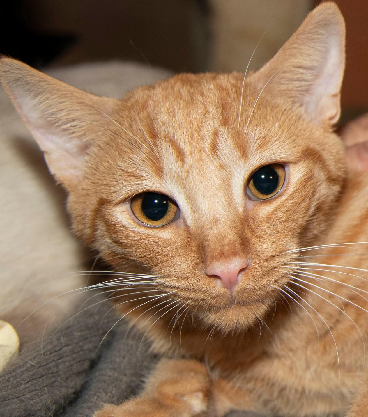 Enlarge Herald, a Adoptable American Shorthair in Panorama City, CA image 4/4