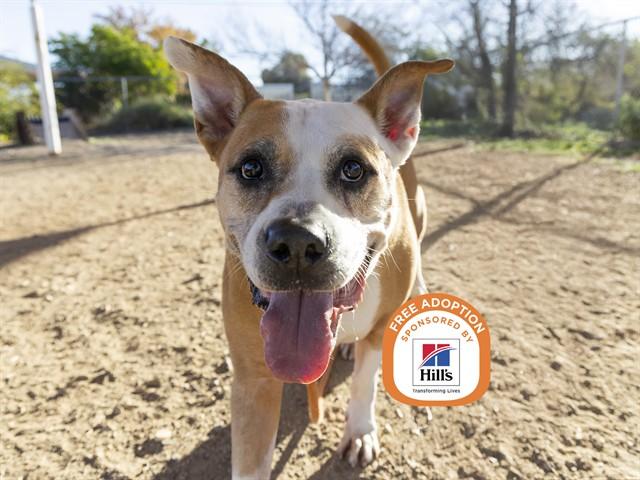 ROCKET, Adoptable, Adult Male Pit Bull Terrier & Mixed Breed.