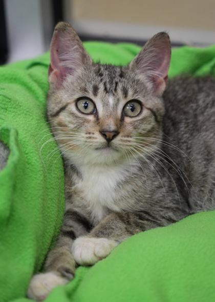Booley 64078, Adoptable, Young Male Domestic Short Hair & Domestic Short Hair.