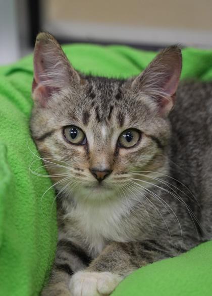 Enlarge Booley 64078, a Adoptable mixed breed in Aiken, SC image 2/3