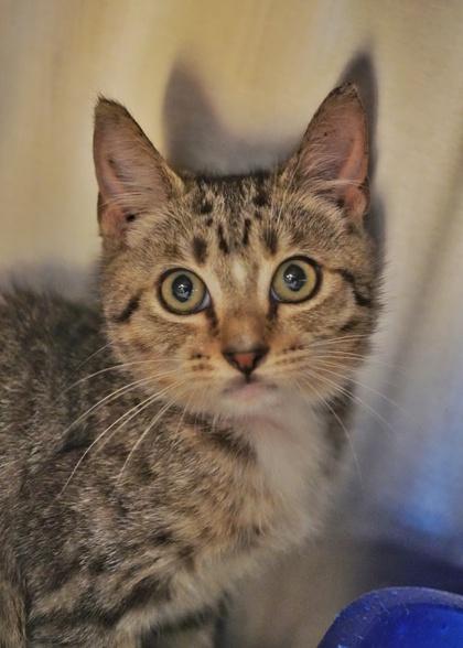 Enlarge Booley 64078, a Adoptable mixed breed in Aiken, SC image 3/3