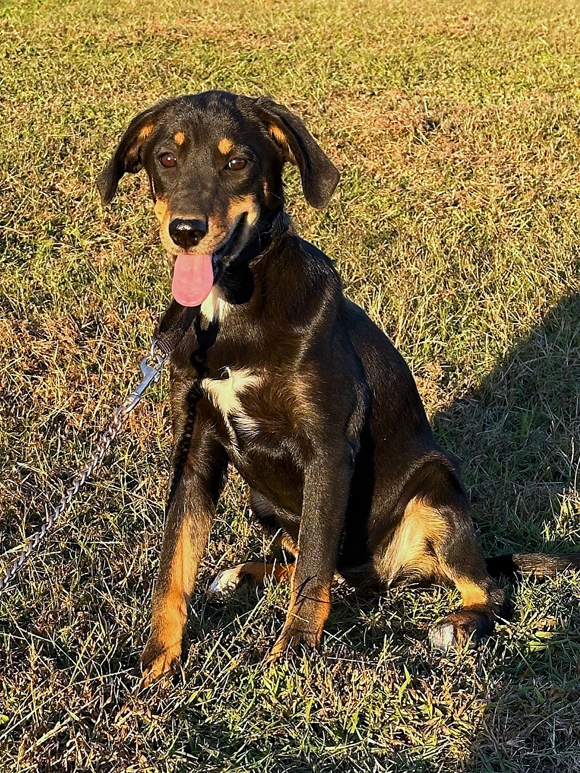 Dog for adoption MANDY, a Hound & Terrier Mix in Newburgh, NY Petfinder