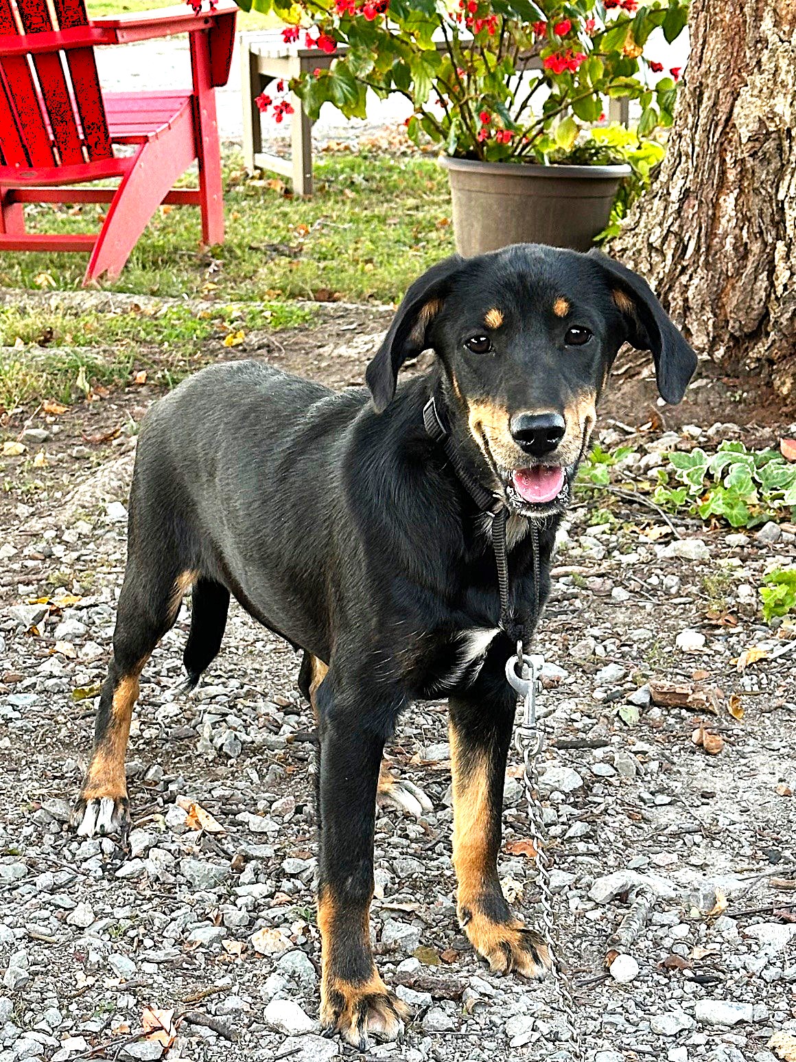 Dog for adoption MANDY, a Hound & Terrier Mix in Newburgh, NY Petfinder