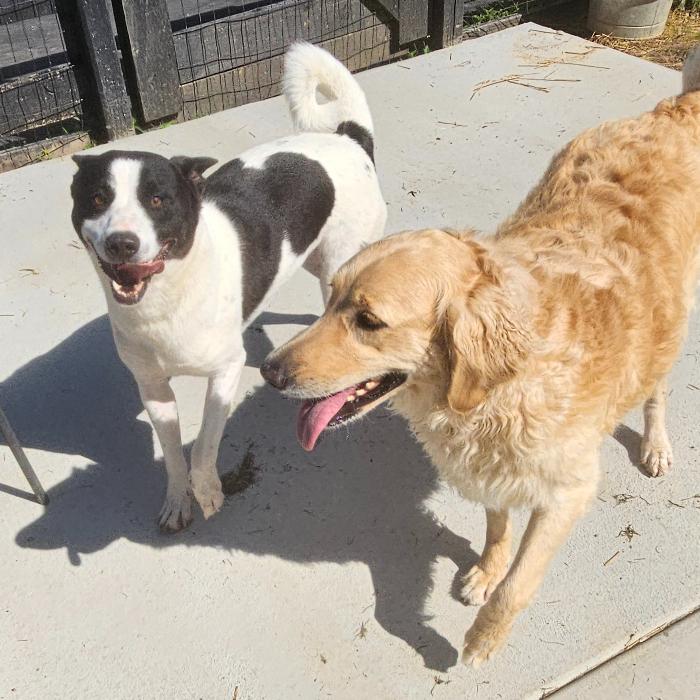 Enlarge Buddy Bee #7179, a Adoptable mixed breed in Louisville, KY image 1/6