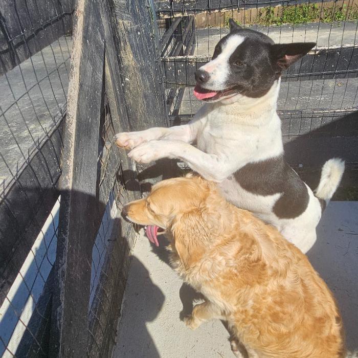 Enlarge Buddy Bee #7179, a Adoptable mixed breed in Louisville, KY image 6/6