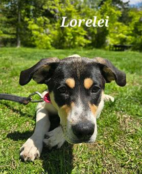 Lorelei, a ADOPTABLE mixed breed in Canterbury, CT image 4/6