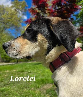 Lorelei, a ADOPTABLE mixed breed in Canterbury, CT image 2/6