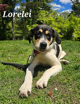 Lorelei, a ADOPTABLE mixed breed in Canterbury, CT image 1/6