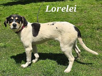 Lorelei, a ADOPTABLE mixed breed in Canterbury, CT image 5/6