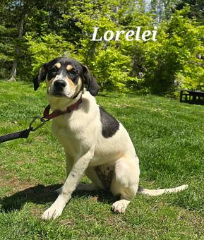 Lorelei, a ADOPTABLE mixed breed in Canterbury, CT image 3/6