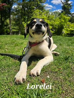 Lorelei, a ADOPTABLE mixed breed in Canterbury, CT image 6/6