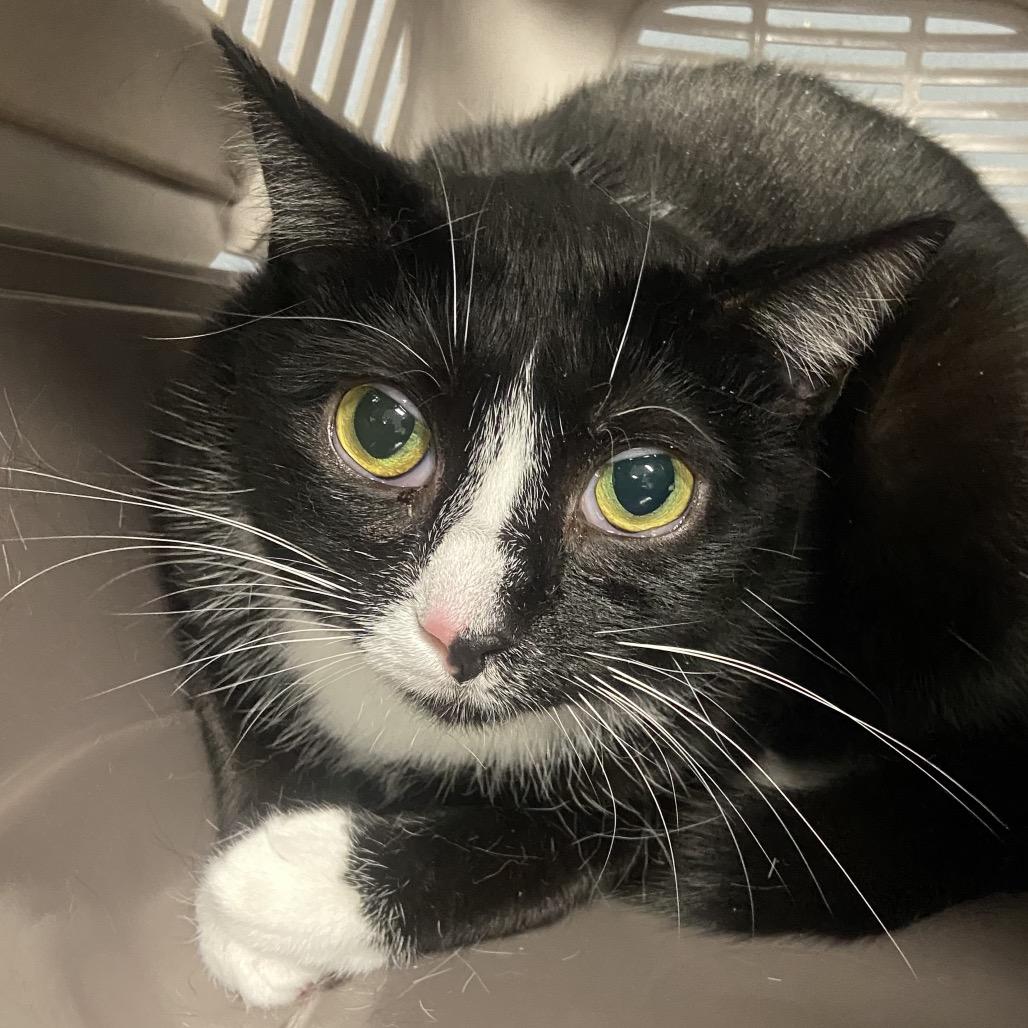 Abby, Adoptable, Adult Female Domestic Short Hair.