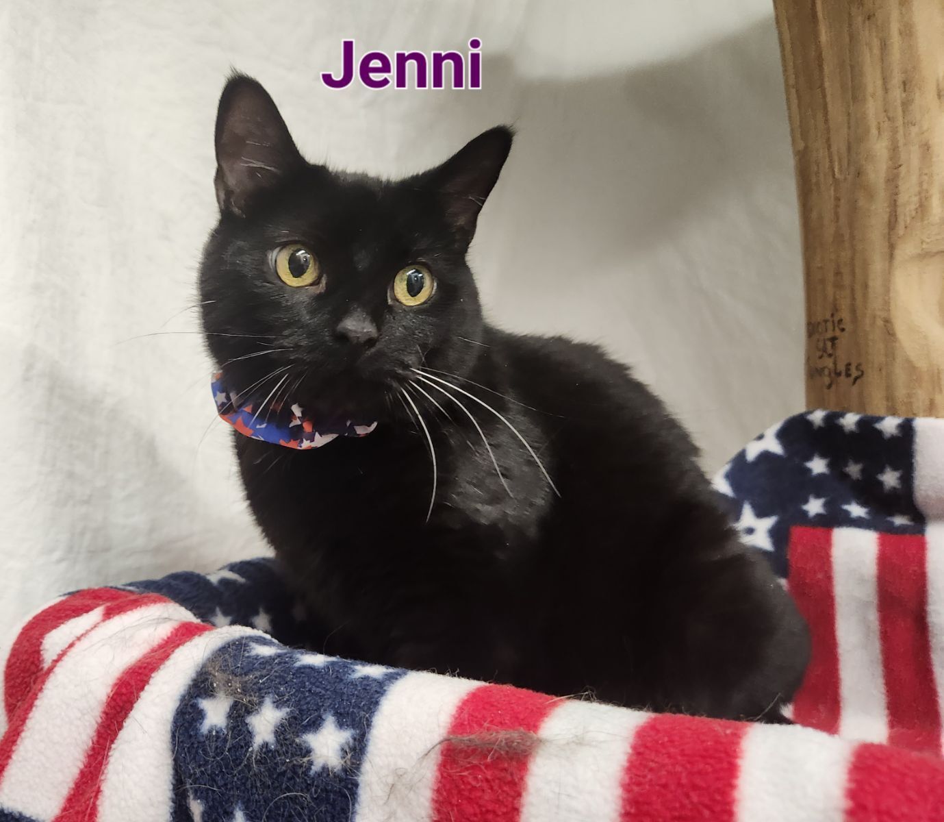 Jenni, a Adoptable mixed breed in Whitewater, WI image 3/6