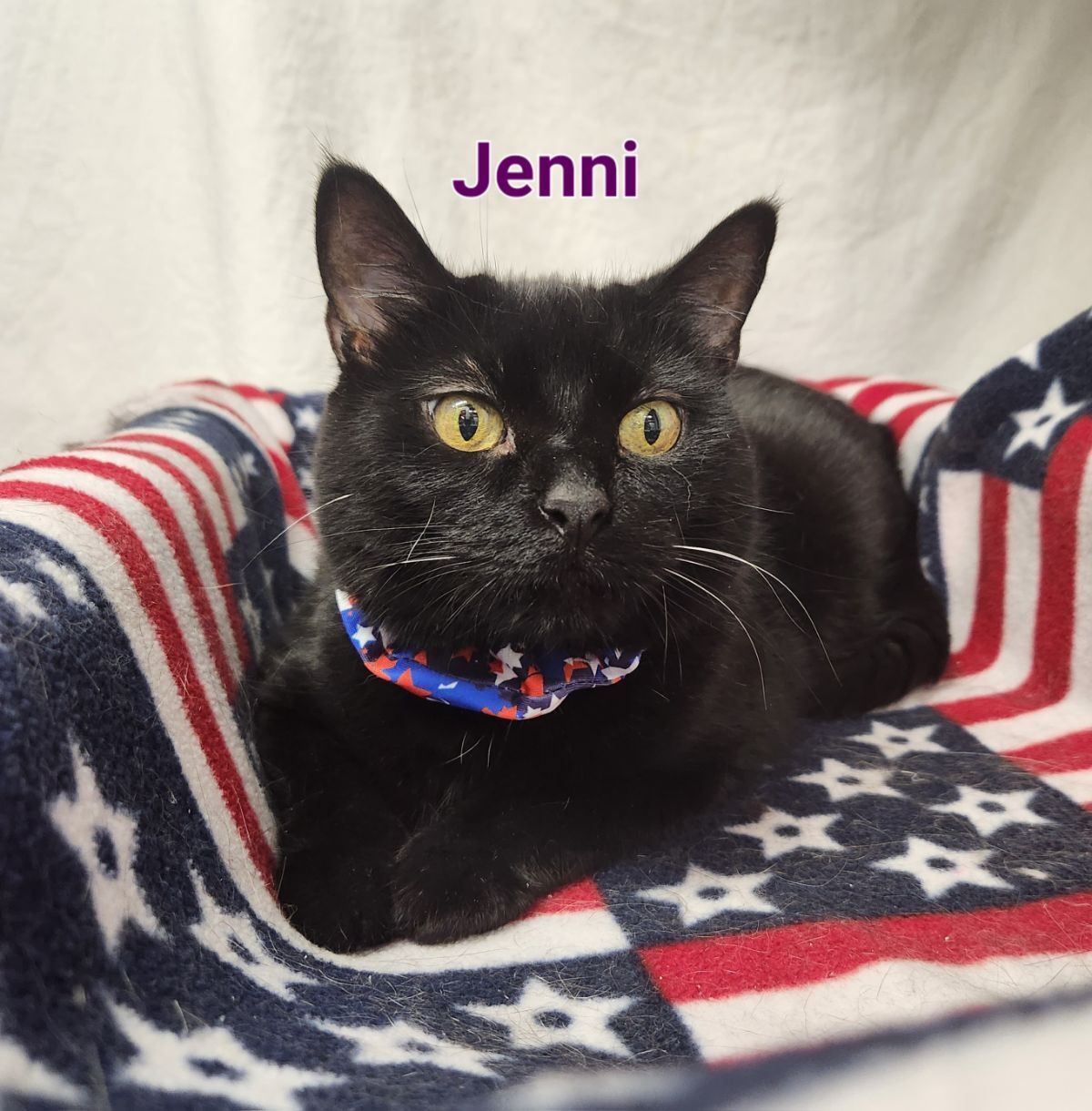 Jenni, Adoptable, Young Female Domestic Short Hair.