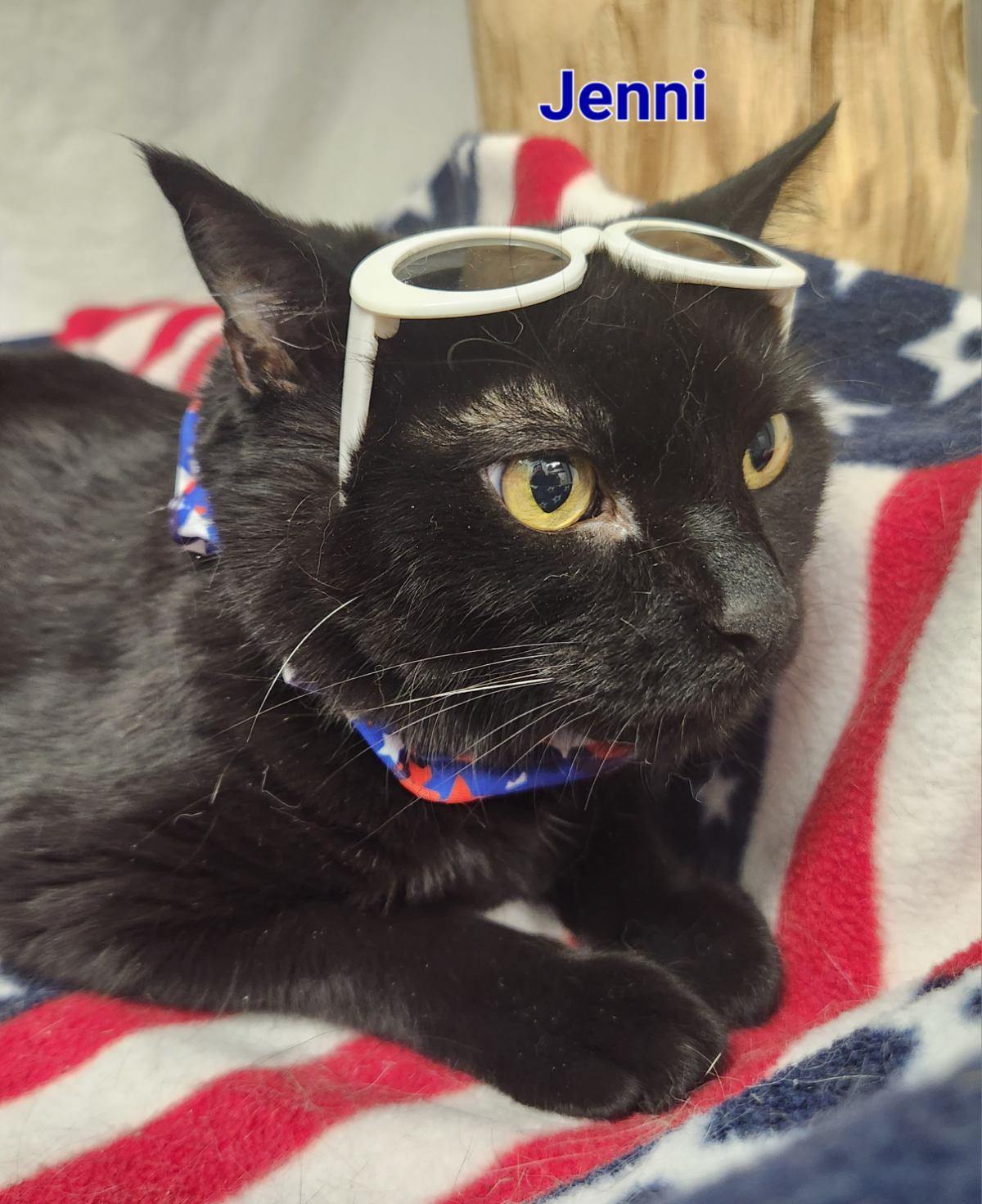 Jenni, a Adoptable mixed breed in Whitewater, WI image 2/6