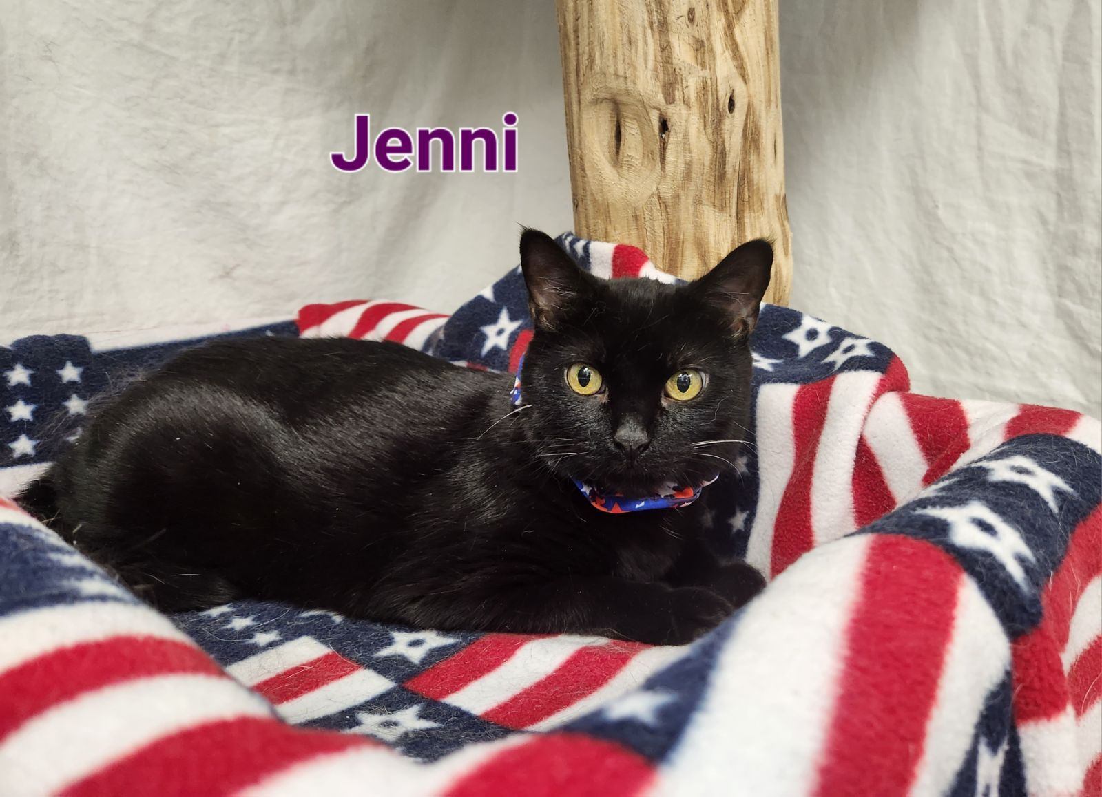 Jenni, a Adoptable mixed breed in Whitewater, WI image 4/6