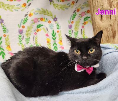 Jenni, a Adoptable mixed breed in Whitewater, WI image 5/6