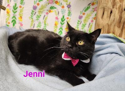 Jenni, a Adoptable mixed breed in Whitewater, WI image 6/6