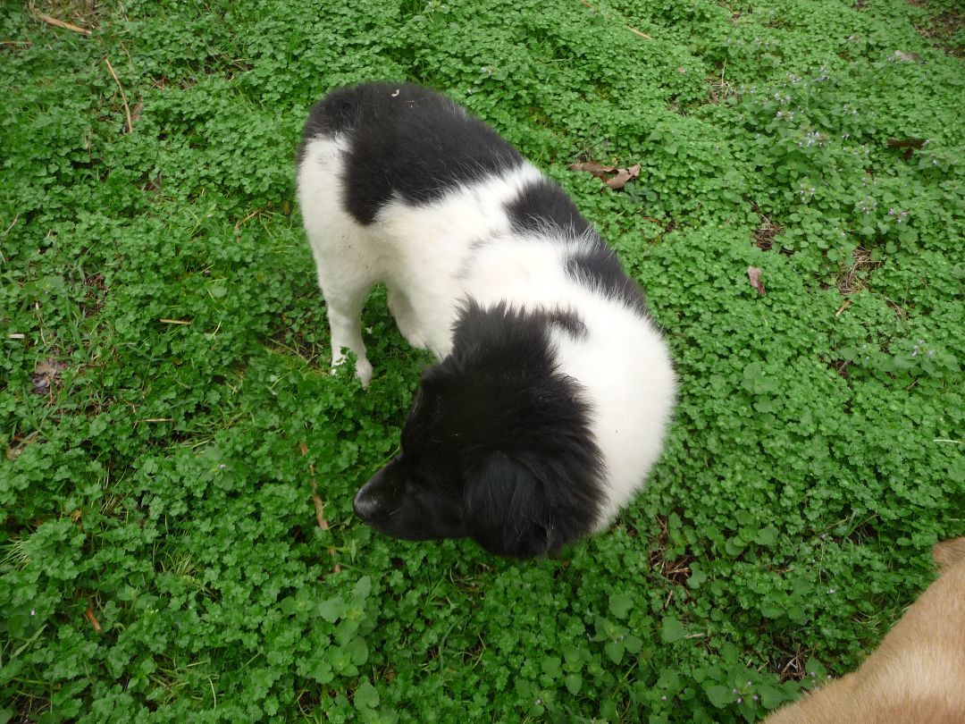 Cora, Adopted, Puppy Female Australian Shepherd.