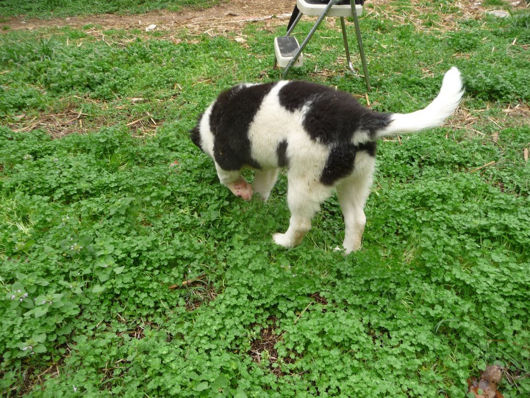 Enlarge Cora, a Adopted mixed breed in Cleveland, AL image 2/4