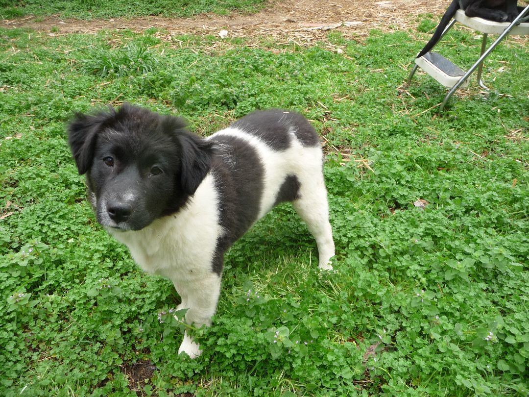 Enlarge Cora, a Adopted mixed breed in Cleveland, AL image 3/4
